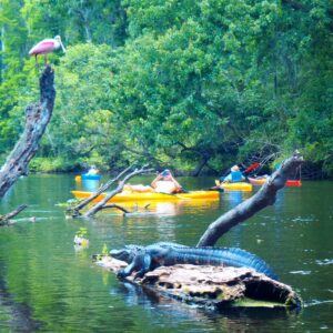 Wekiva River Kayak Tour | Orlando Florida