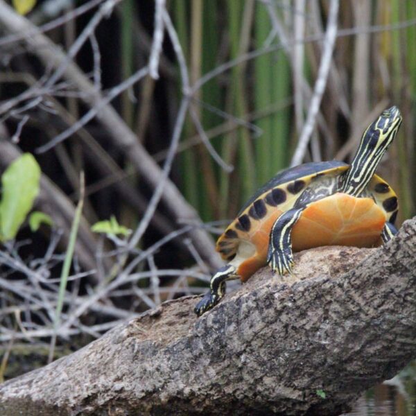 Everglades National Park 2 Hour Birding, Dolphin, and Wildlife Boat Tour | Everglades National Park