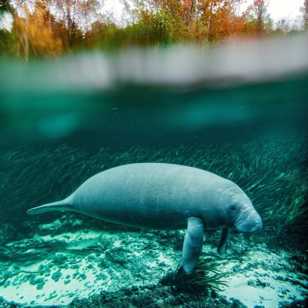 Manatee Encounter Tour | Orlando Florida