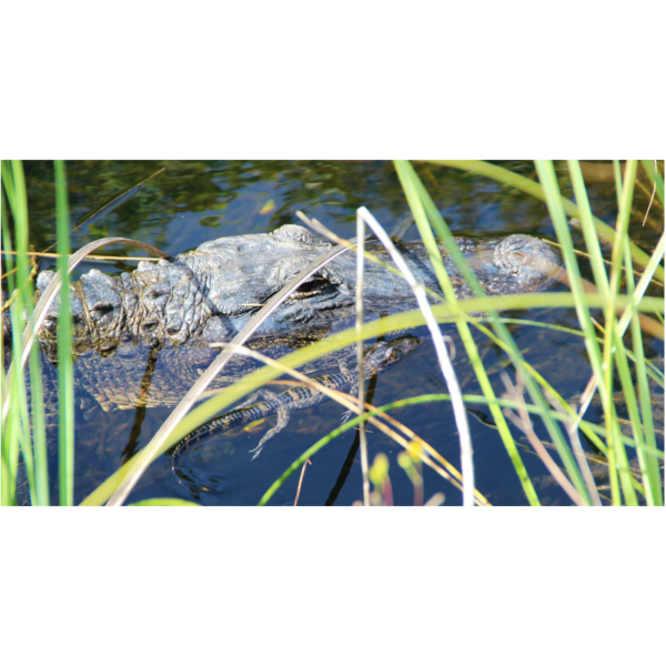 Everglades Airboat and Florida Alligator Show Tour | Miami, Florida Rental