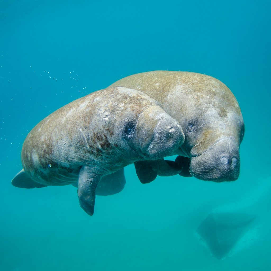 Mangroves and Manatees Eco-Tour | Tavernier Florida