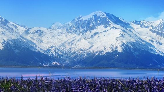 Alaska's Finest Tours & Cruises