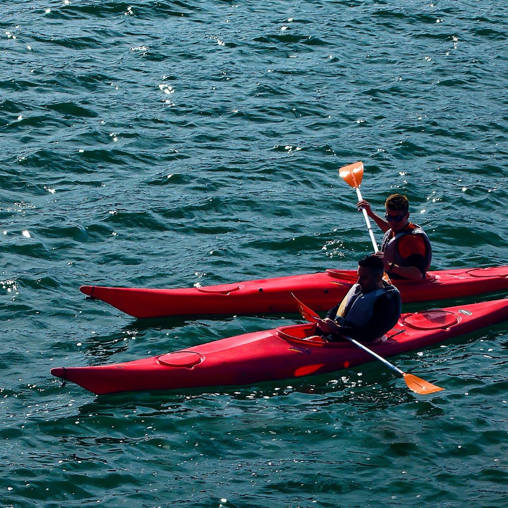 wildlife viewing kayak tour