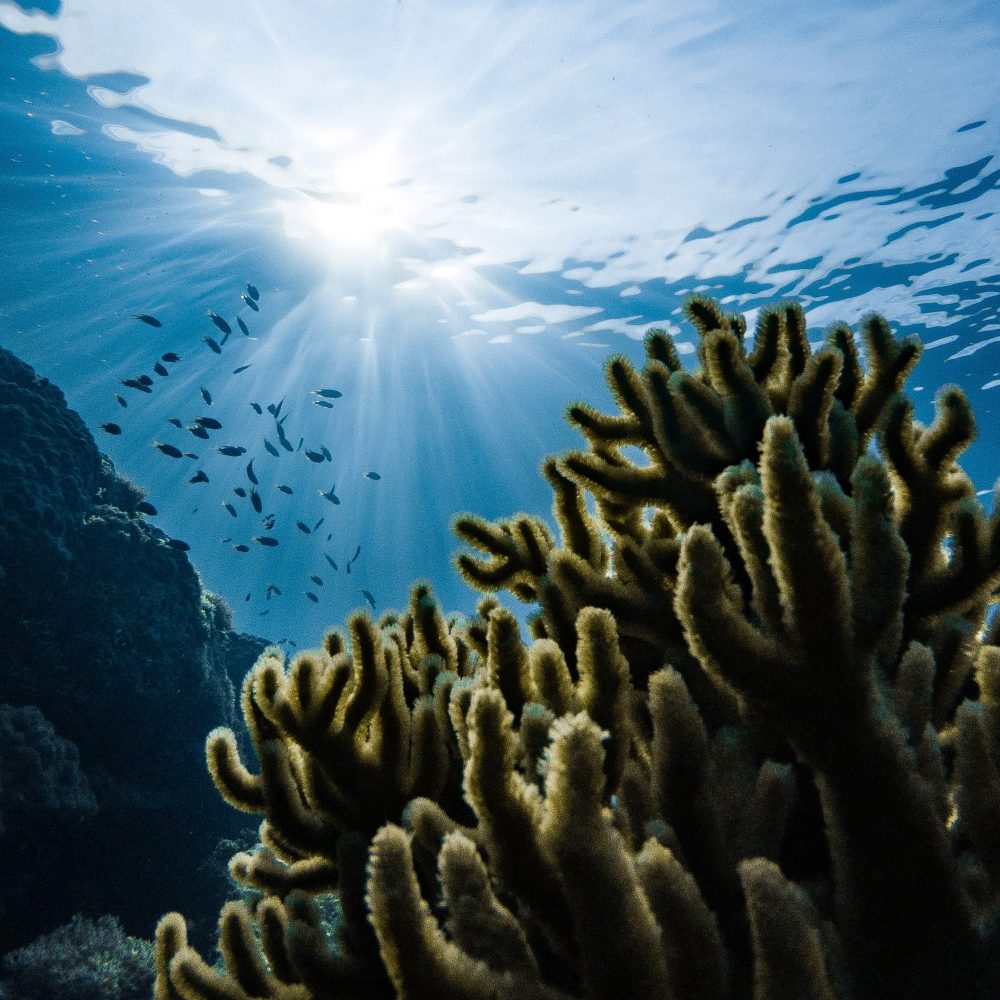 Shipwreck & Reef Diving | Honolulu, Hawaii