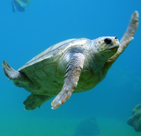 Snorkeling with Turtles | Honolulu, Hawaii