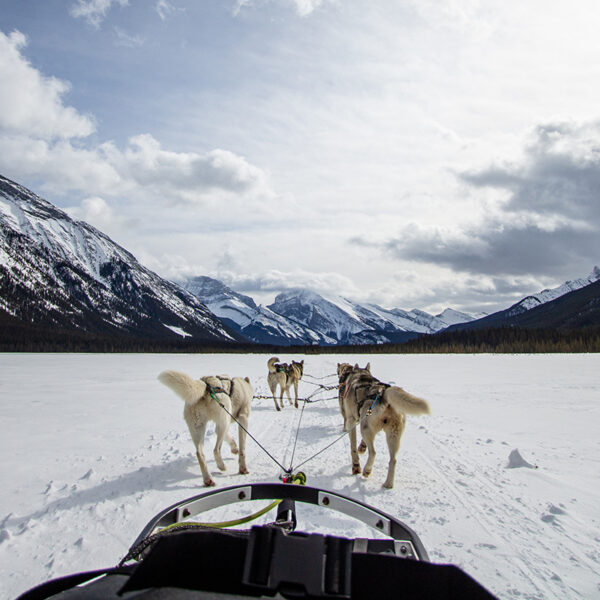 helicopter and glacier dogsled tour
